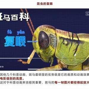 莎拉和乖乖鸭