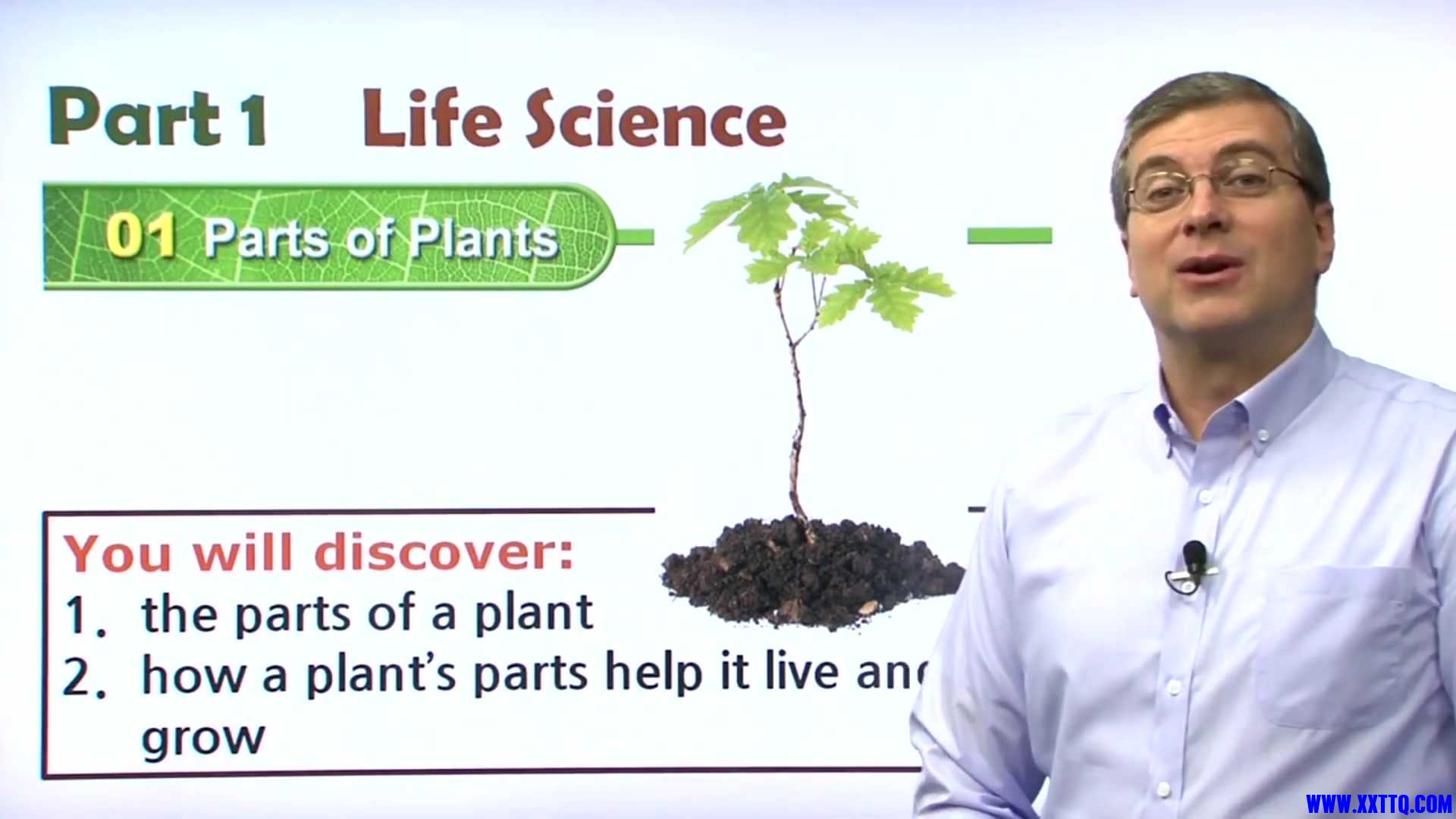 01 Parts of Plants 003.jpg