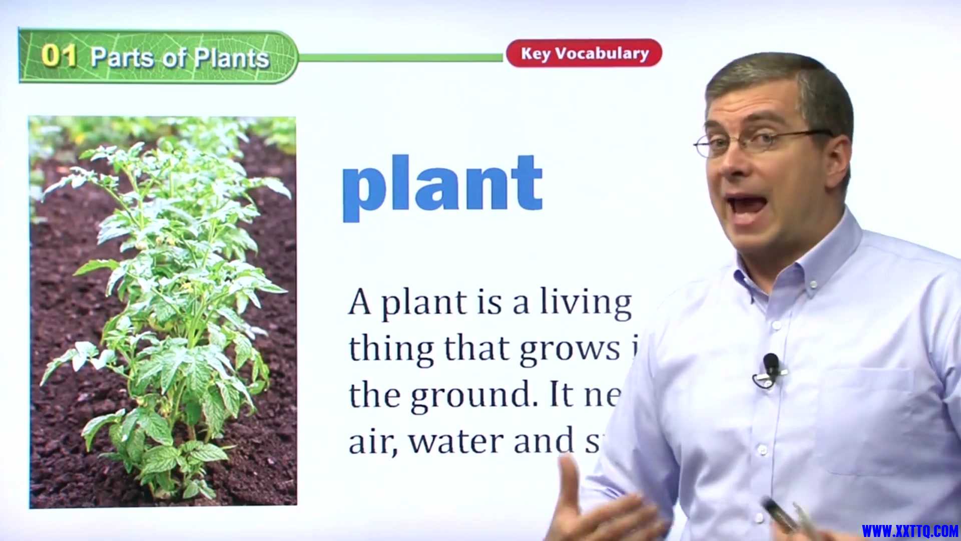 01 Parts of Plants 008.jpg