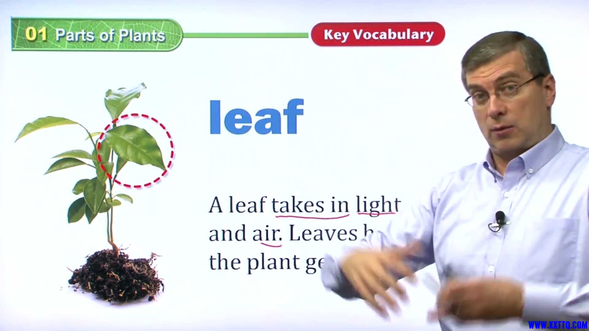 01 Parts of Plants 019.jpg