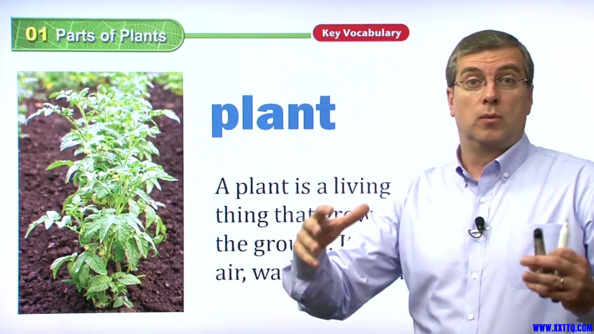 01 Parts of Plants 009.jpg