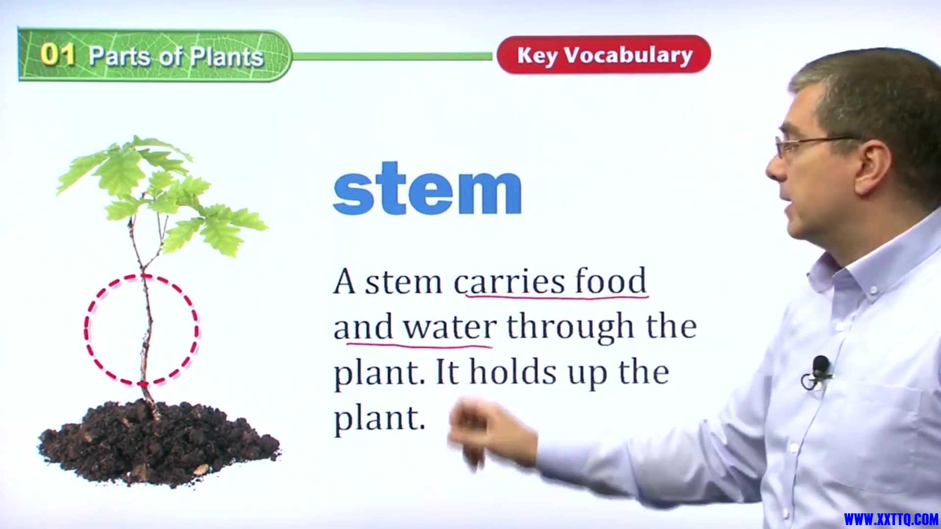 01 Parts of Plants 015.jpg