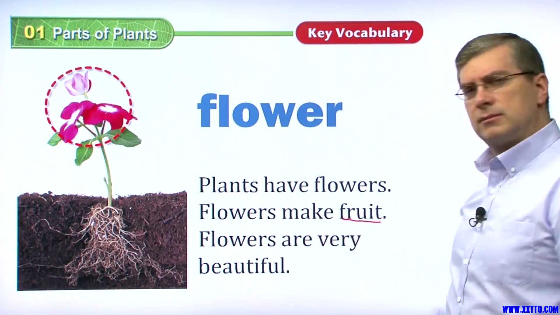01 Parts of Plants 022.jpg