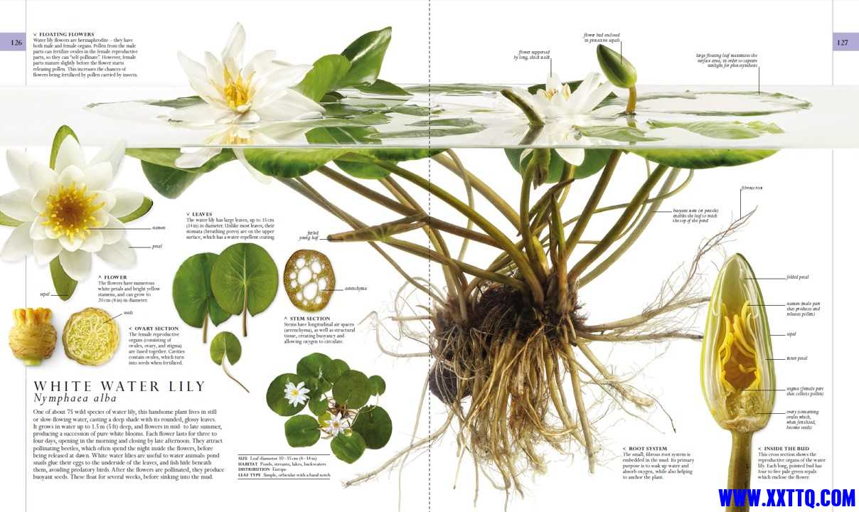 Nature3.jpg