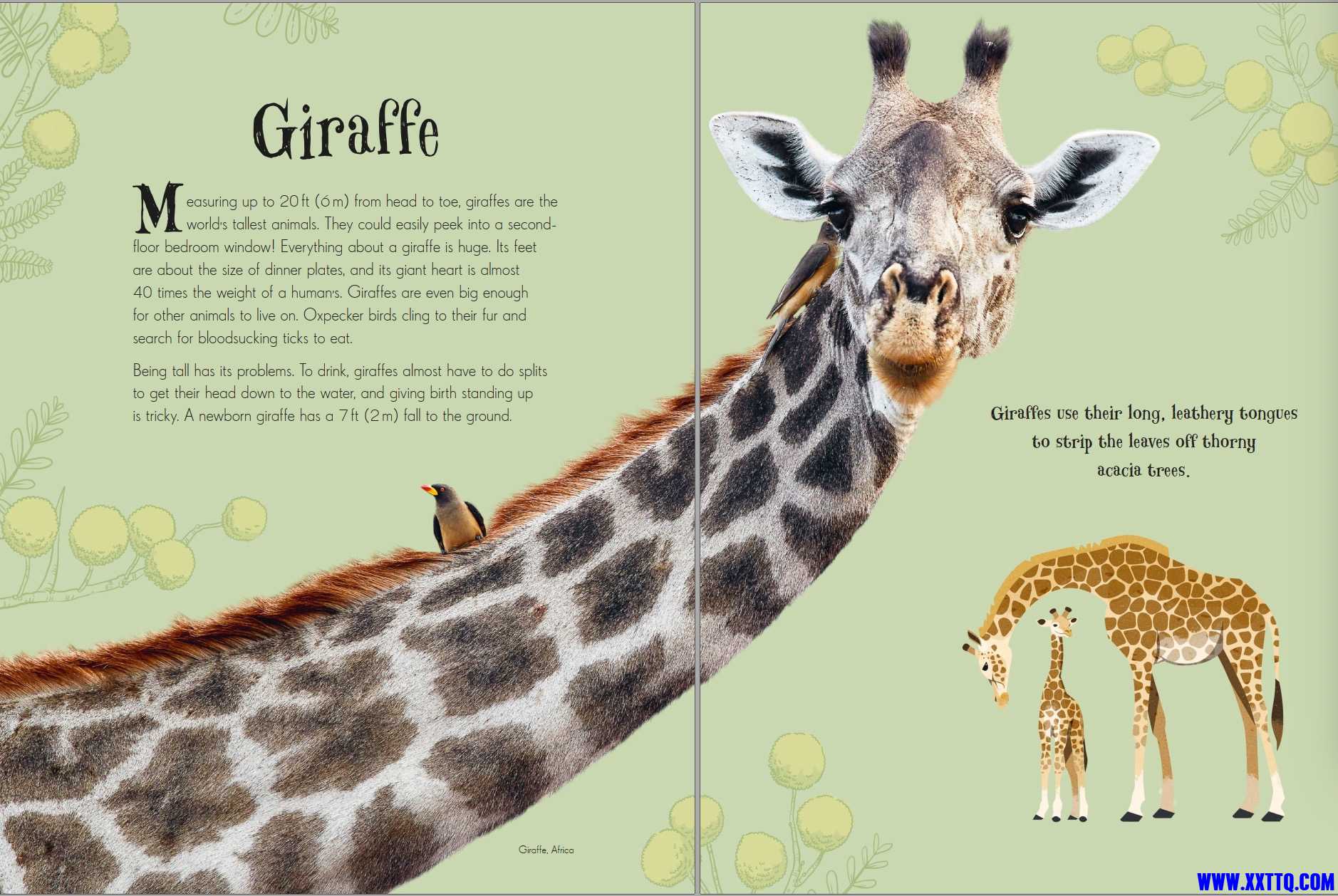 Giraffe.jpg