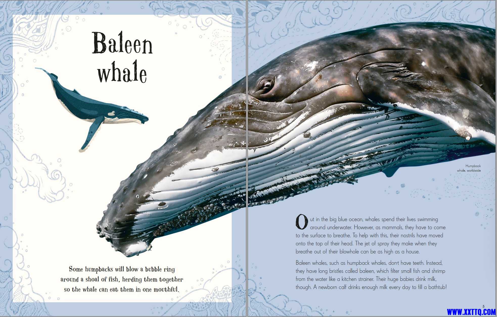 Blue Whale.jpg