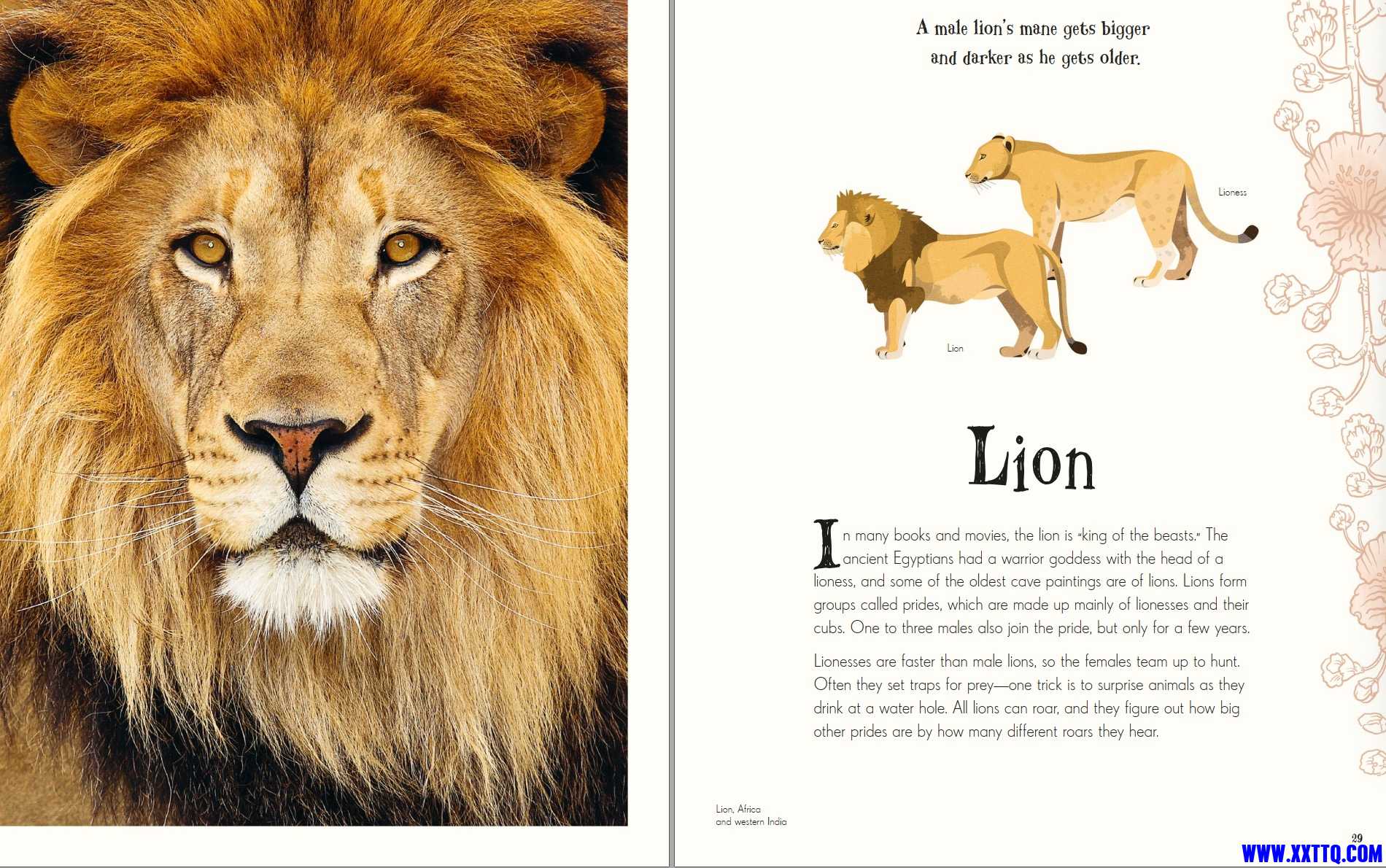 Lion.jpg